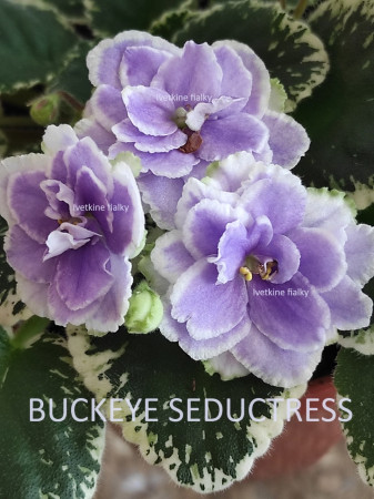 054. Buckeye Seductress